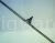 Pilot burner